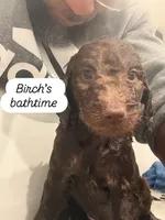 Birch, a male Labradoodle for sale in Stamford, CT – 2 of 8
