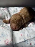 Cedar, a male Labradoodle for sale in Stamford, CT – 2 of 5