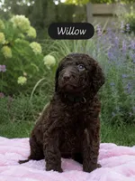 Willow, a female Labradoodle for sale in Stamford, CT – 1 of 8