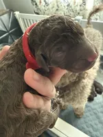 Birch, a male Labradoodle for sale in Stamford, CT – 6 of 7