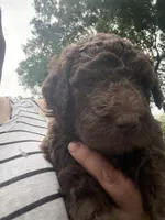 Juniper “Junie”, a female Labradoodle for sale in Stamford, CT – 5 of 10