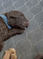 Bud, a male Labradoodle for sale in Stamford, CT – 4 of 6