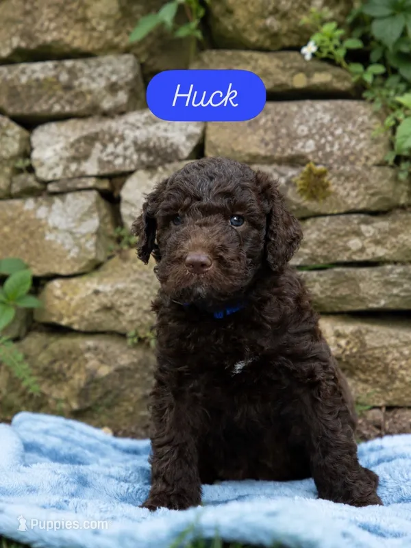 Huckleberry “Huck” – Labradoodle puppy for sale in Stamford, CT