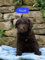 Huckleberry “Huck”, a male Labradoodle for sale in Stamford, CT – 1 of 10