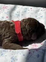 Birch, a male Labradoodle for sale in Stamford, CT – 3 of 7