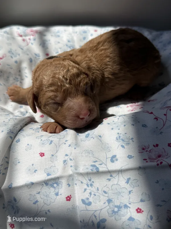 Cedar – Labradoodle puppy for sale in Stamford, CT
