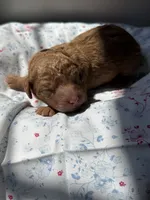 Cedar, a male Labradoodle for sale in Stamford, CT – 1 of 5