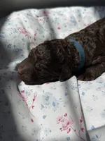 Huckleberry “Huck”, a male Labradoodle for sale in Stamford, CT – 4 of 5