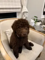 Poppy, a female Labradoodle for sale in Stamford, CT – 4 of 7