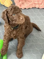 Willow, a female Labradoodle for sale in Stamford, CT – 2 of 8