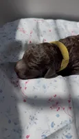 Petal, a female Labradoodle for sale in Stamford, CT – 2 of 2