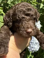 Huckleberry “Huck”, a male Labradoodle for sale in Stamford, CT – 4 of 10
