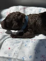 Huckleberry “Huck”, a male Labradoodle for sale in Stamford, CT – 3 of 5