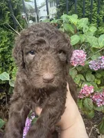 Juniper “Junie”, a female Labradoodle for sale in Stamford, CT – 3 of 10