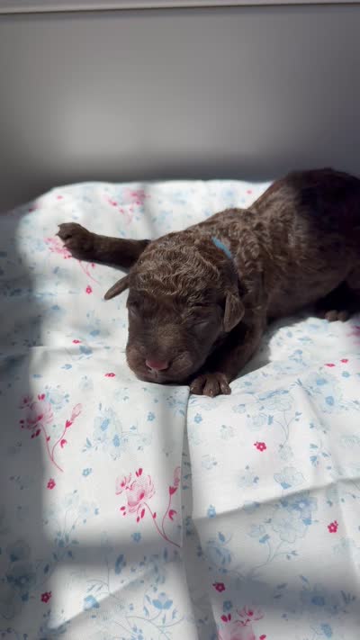 Huckleberry “Huck”, a male Labradoodle for sale in Stamford, CT – 5 of 5