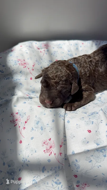 Huckleberry “Huck” – Labradoodle puppy for sale in Stamford, CT