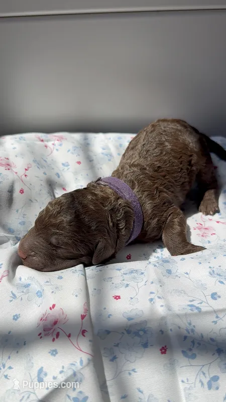 Juniper “Junie” – Labradoodle puppy for sale in Stamford, CT
