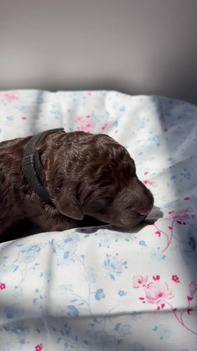 Willow, a female Labradoodle for sale in Stamford, CT – 4 of 4