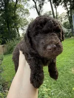Poppy, a female Labradoodle for sale in Stamford, CT – 6 of 9