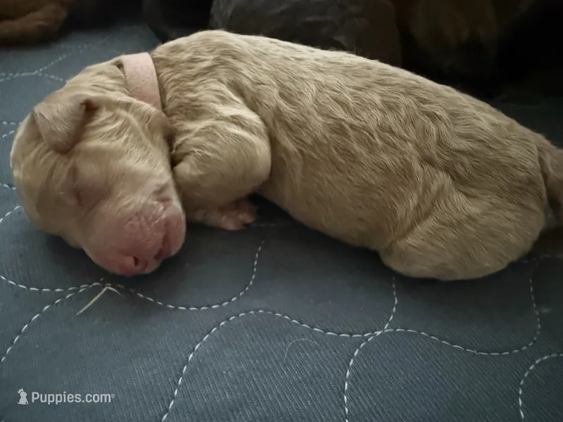 Primrose – Labradoodle puppy for sale in Stamford, CT