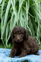 Birch, a male Labradoodle for sale in Stamford, CT – 4 of 8
