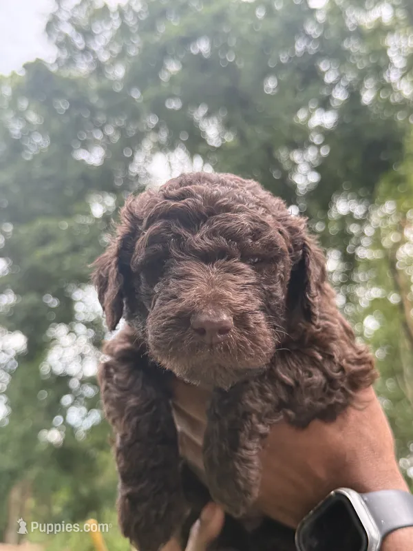 Poppy – Labradoodle puppy for sale in Stamford, CT