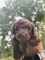 Poppy, a female Labradoodle for sale in Stamford, CT – 4 of 9