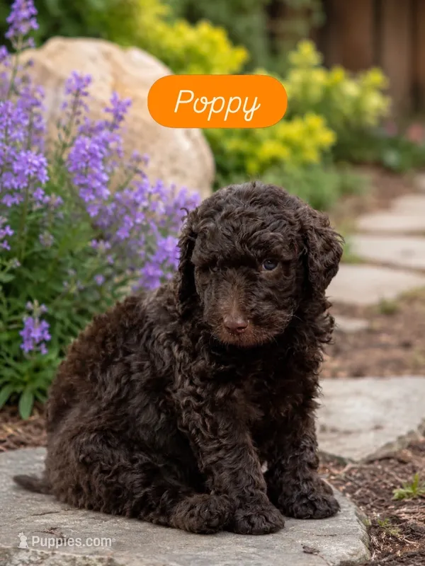 Poppy – Labradoodle puppy for sale in Stamford, CT