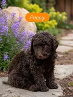 Poppy, a female Labradoodle for sale in Stamford, CT – 1 of 9