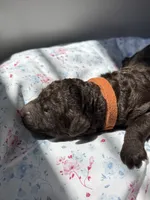 Poppy, a female Labradoodle for sale in Stamford, CT – 3 of 4