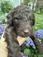Willow, a female Labradoodle for sale in Stamford, CT – 4 of 8