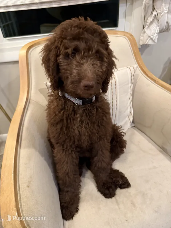 Willow – Labradoodle puppy for sale in Stamford, CT