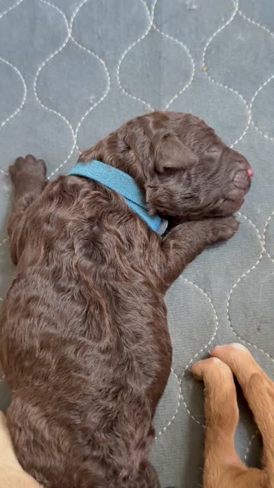 Bud, a male Labradoodle for sale in Stamford, CT – 6 of 6