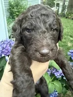 Willow, a female Labradoodle for sale in Stamford, CT – 7 of 8