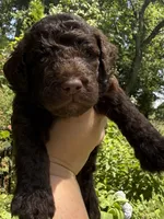 Huckleberry “Huck”, a male Labradoodle for sale in Stamford, CT – 3 of 10