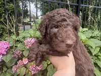 Juniper “Junie”, a female Labradoodle for sale in Stamford, CT – 6 of 10