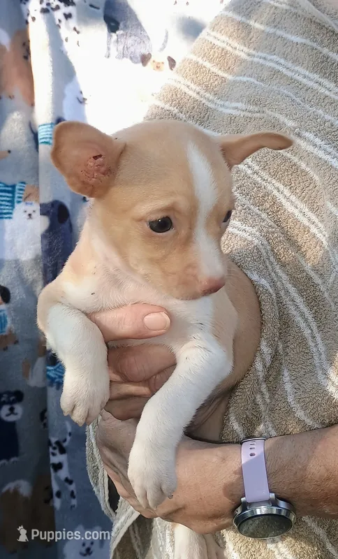 Olive – Chihuahua puppy for sale in Belton, MO