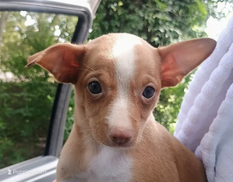 Sky – Chihuahua puppy for sale in Belton, MO
