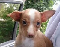 Sky, a male Chihuahua for sale in Belton, MO – 1 of 5