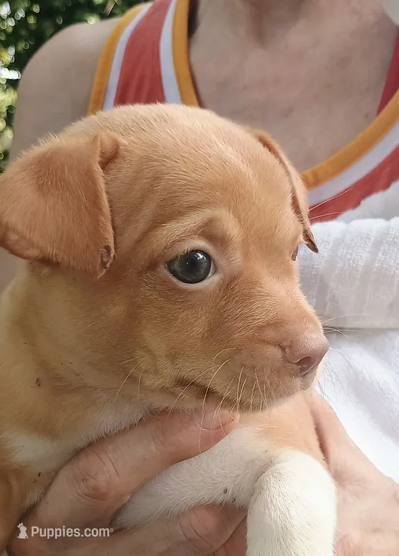 Napoleon  – Chihuahua puppy for sale in Belton, MO