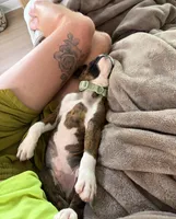 PRINCE RYDER, a male Boxer for sale in Belton, MO – 8 of 10