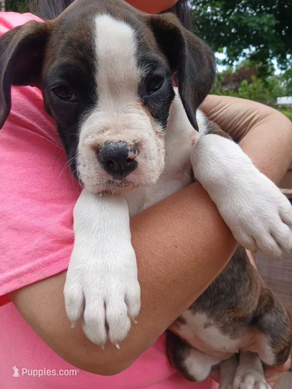 Kale – Boxer puppy for sale in Belton, MO