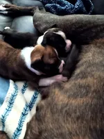 Roberta Flashy Brindle 🐕🐾, a female Boxer for sale in Belton, MO – 8 of 10
