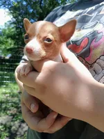 Benji 🐕🐾 100% Good Boy, a female Chihuahua for sale in Belton, MO – 1 of 4