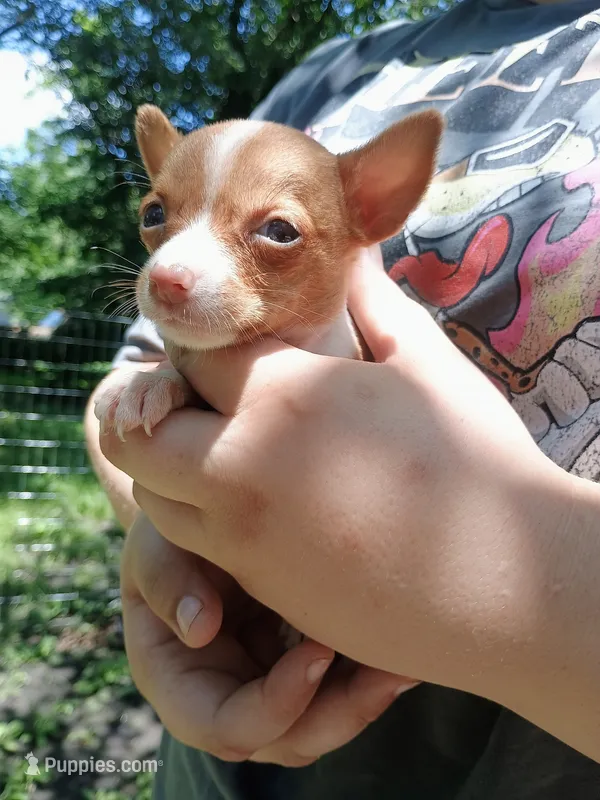 Bentley  – Chihuahua puppy for sale in Belton, MO