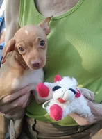 Ophelia , a female Chihuahua for sale in Belton, MO – 2 of 2