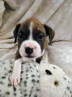 Miss McSnuggles, a female Boxer for sale in Belton, MO – 7 of 10