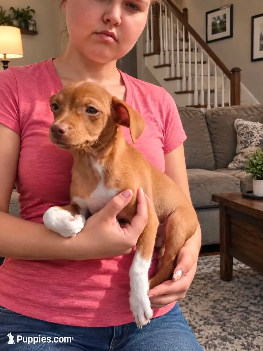 Benji   100% Good Boy  🐕🐾, a male Chihuahua for sale in Belton, MO – 1 of 4