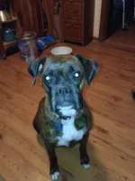 Miss McSnuggles, a female Boxer for sale in Belton, MO – 5 of 10