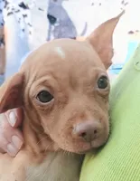 Petunia  100% Good Girl 🐕🐾, a female Chihuahua for sale in Belton, MO – 3 of 8